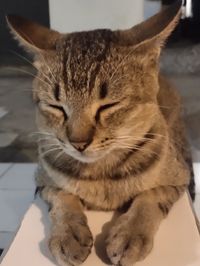 Close-up portrait of a cat