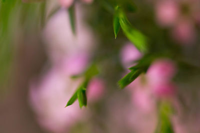 Close-up of plant