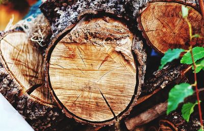 Close-up of tree trunk