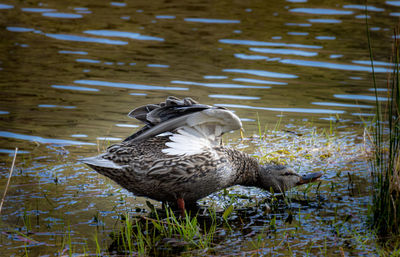 Duck swimming in lake