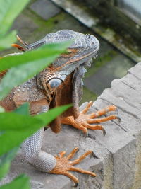 High angle view of lizard on rock