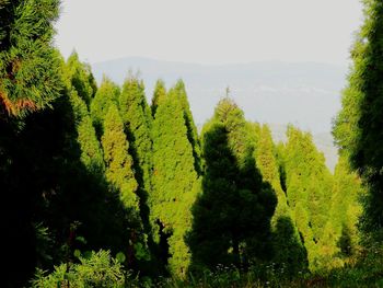 Close-up of fresh green trees against sky