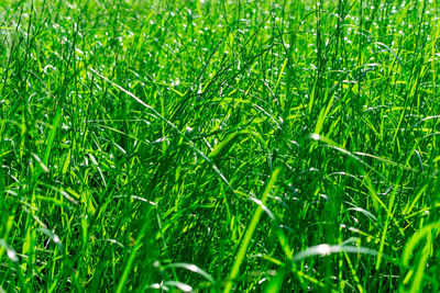 Close-up of grass on field