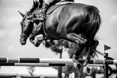 Close-up of person riding horse