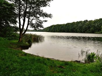 Scenic view of lake in forest against clear sky