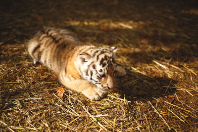 Cat lying on land