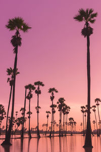 Silhouette palm trees against sky during sunset