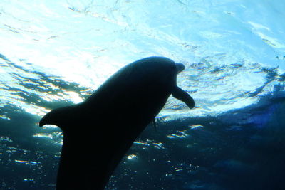 Close-up of duck swimming in sea