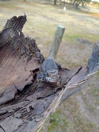 Close-up of log on tree trunk