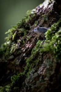 Close-up of lizard on tree trunk