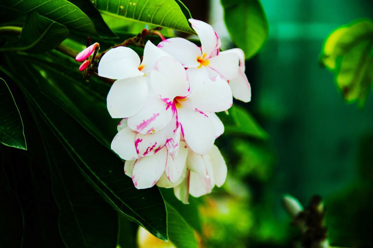 CLOSE-UP OF PINK FLOWERING PLANTS