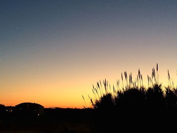 Silhouette of plants at sunset