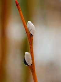 Close-up of white flower bud