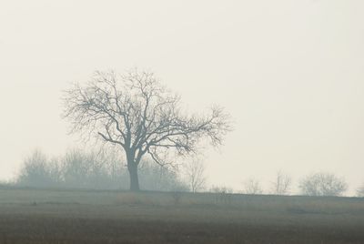 Bare trees on landscape against clear sky