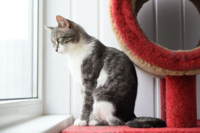 Cat looking away while sitting on window