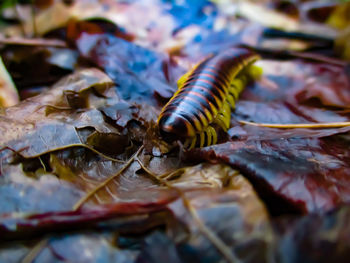 Close-up of insect on leaves