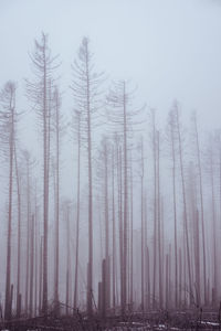 Trees in forest