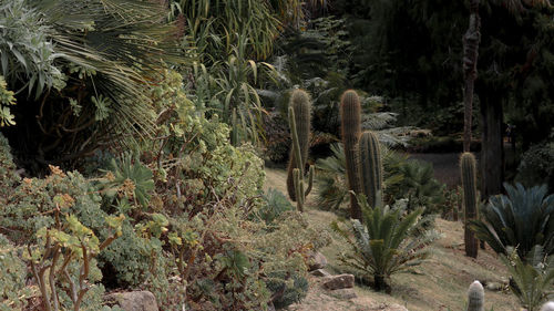 Cactus growing on field