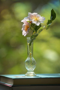 Closeup dog rose  rosa canina flower in vase on books