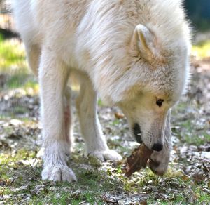 Close-up of wolf on field