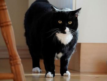 pet