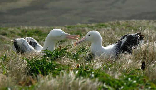 Close-up of birds on field