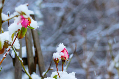 Close-up of pink cherry blossoms