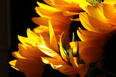 Close-up of yellow flowering plant