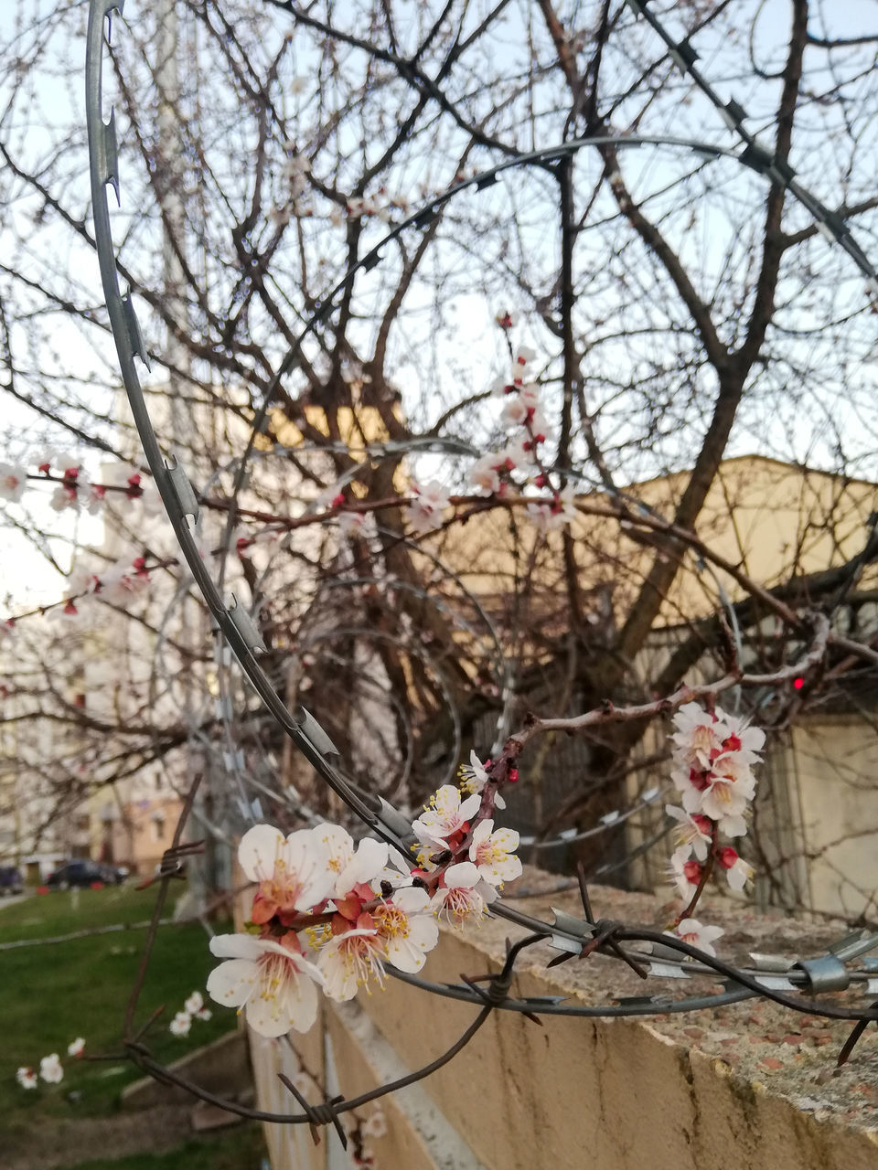 PINK CHERRY BLOSSOMS IN SPRING AGAINST TREES