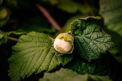 Close-up of leaves