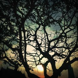 Low angle view of bare tree against sky