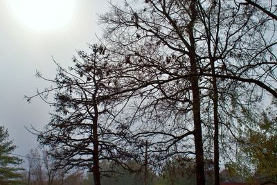 Low angle view of bare tree against sky