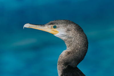 Close-up of a bird against blue water