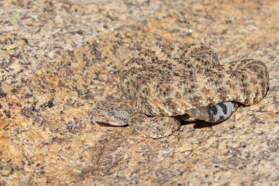 Close-up of lizard on rock