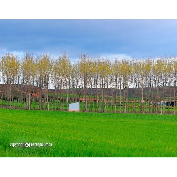 grass, transfer print, field, built structure, architecture, auto post production filter, building exterior, green color, grassy, sky, landscape, growth, tree, nature, rural scene, tranquility, tranquil scene, plant, day, clear sky