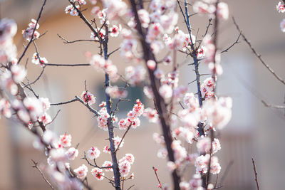 Close-up of cherry blossoms in spring