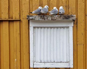 Birds perching on closed door of building