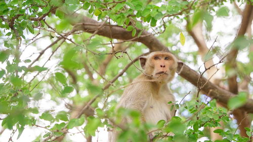 Low angle view of monkey sitting on tree