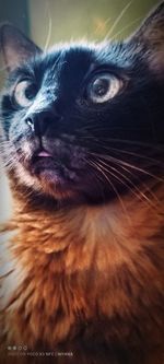 Close-up portrait of a cat