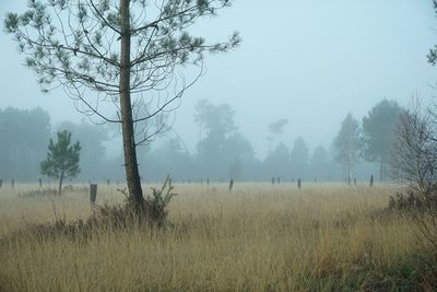 Bare trees on field against sky