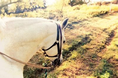 Side view of horse on field