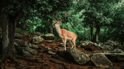 A deer looks into the camera as it stands on rocks in the woods