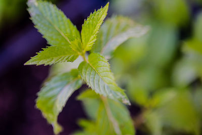 Close-up of green leaves