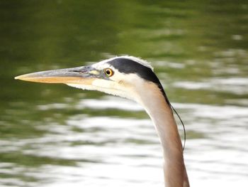 Close-up of a bird