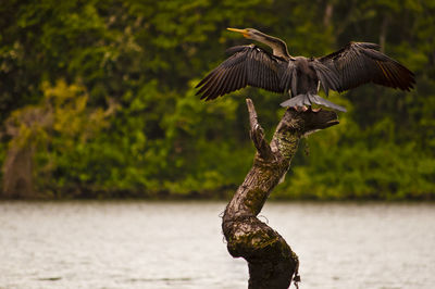 Close-up of bird perching on tree