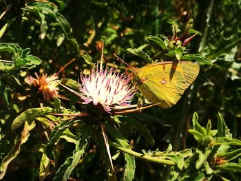 Close-up of butterfly on purple flowering plant