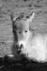 Portrait of a horse on field