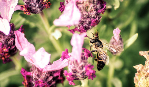 Close-up of bee on purple flowers