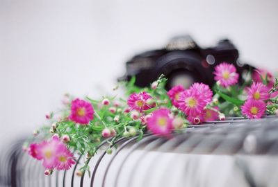 Close-up of pink flowers against clear sky