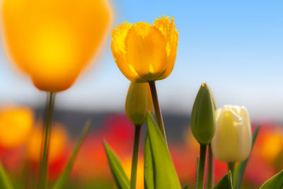 Close-up of yellow tulip
